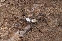 Argiope_syrmatica_D7157_Z_88_Macquarie caravan park_Australie